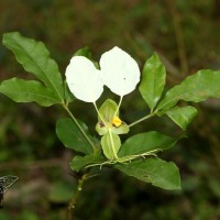 <i>Cadaba trifoliata</i>  Wight & Arn.